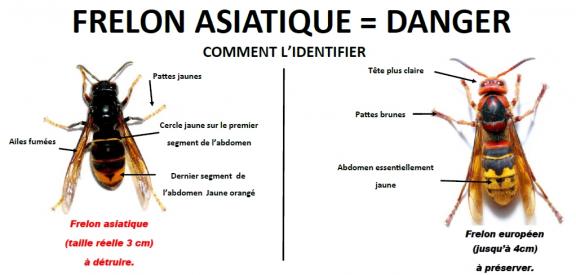 illustration de comparaison entre frelon européen et asiatique