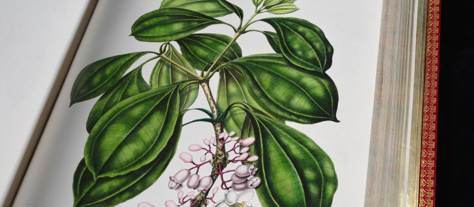 @Fondation Martin Bodmer / Justine Givry Page d'un herbier imprimé