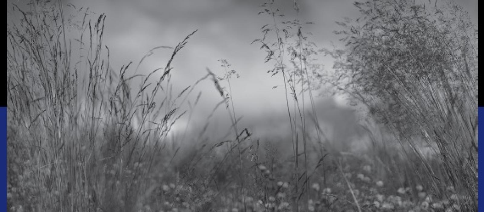 photo de l'artiste Iris Leroyer intitulée "Ombres Sauvages"